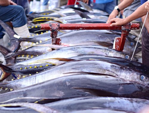 Fresh tuna stocks are also bought by manufacturers for processing into frozen loins for the foreign and domestic markets. Captured inside the GENERAL SANTOS CITY TUNA FISh PORT, Philippines.